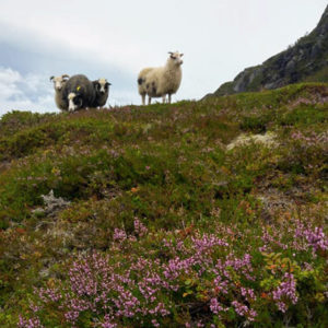 villsau_og_maten_i_fjellet